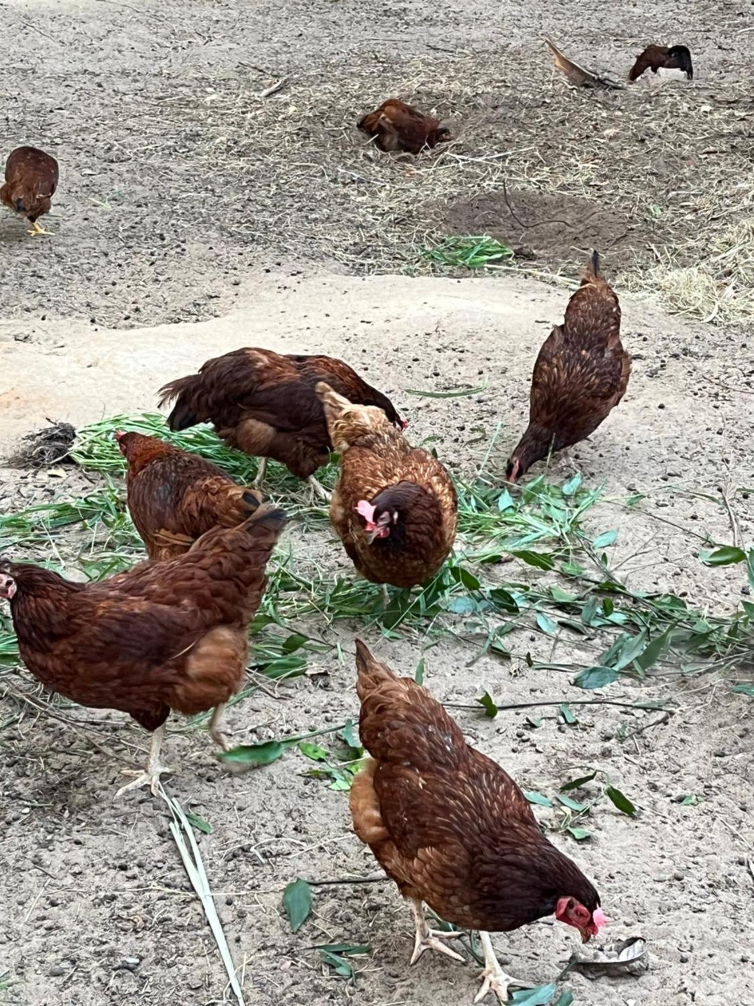 فندق Quinta Do Sossego ماتا دي ساو جواو المظهر الخارجي الصورة